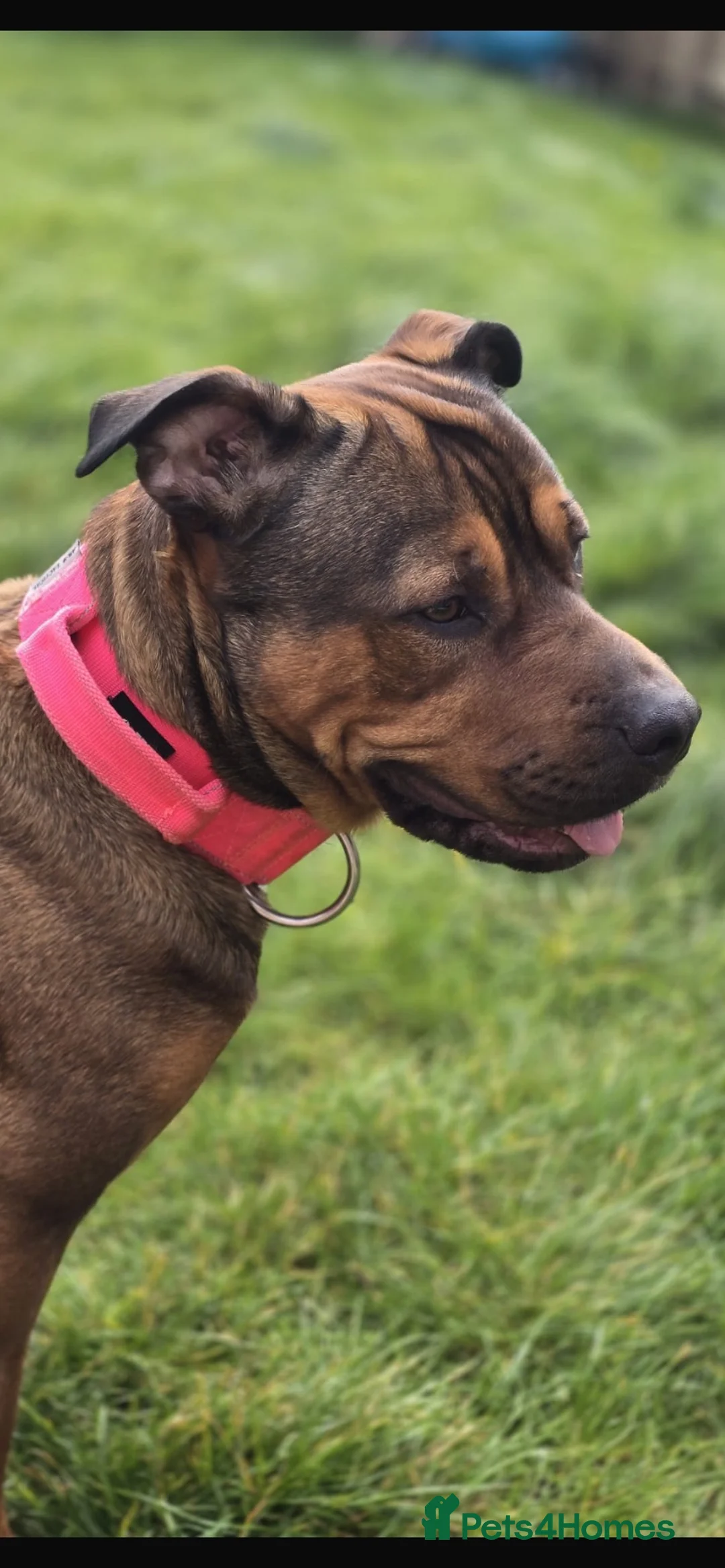 Mixed Breed dogs for sale: Loving new home needed  in Huntingdon - Advert 2