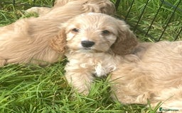 Cockapoo dogs for sale: Health Tested parents Cockapoo puppies - Image 6