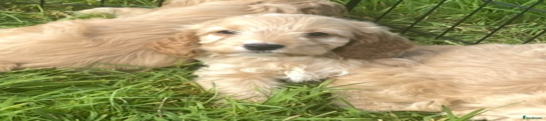 Cockapoo Puppy 5