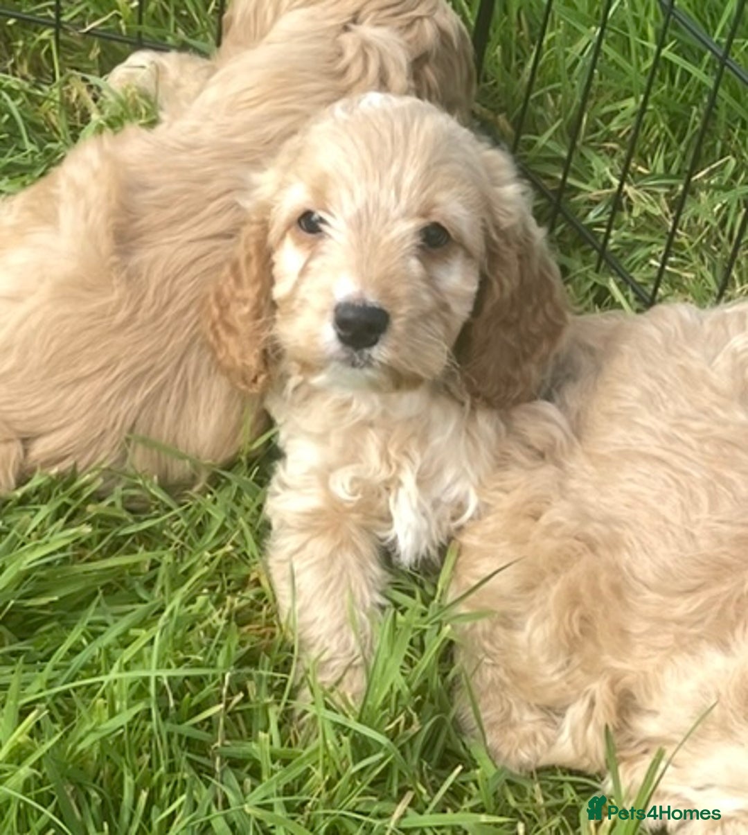 Cockapoo dogs for sale: Health Tested parents Cockapoo puppies - Image 6
