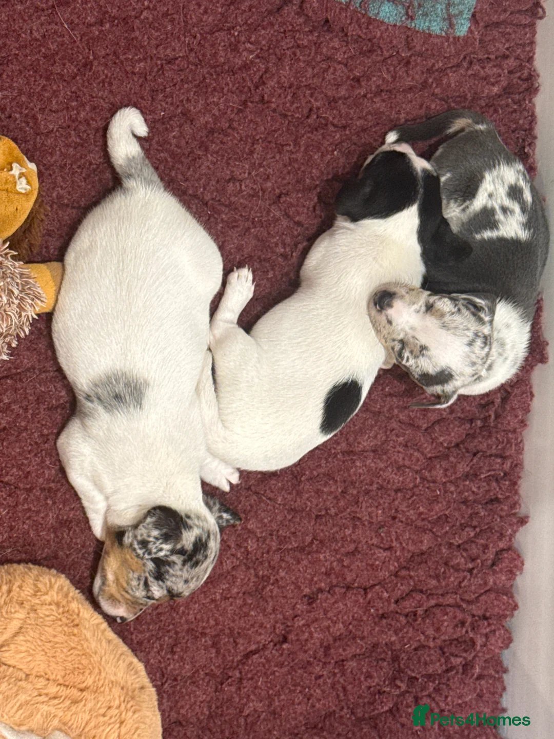Jack Russell dogs for sale: Miniature Jack Russell Puppies  - Advert 11