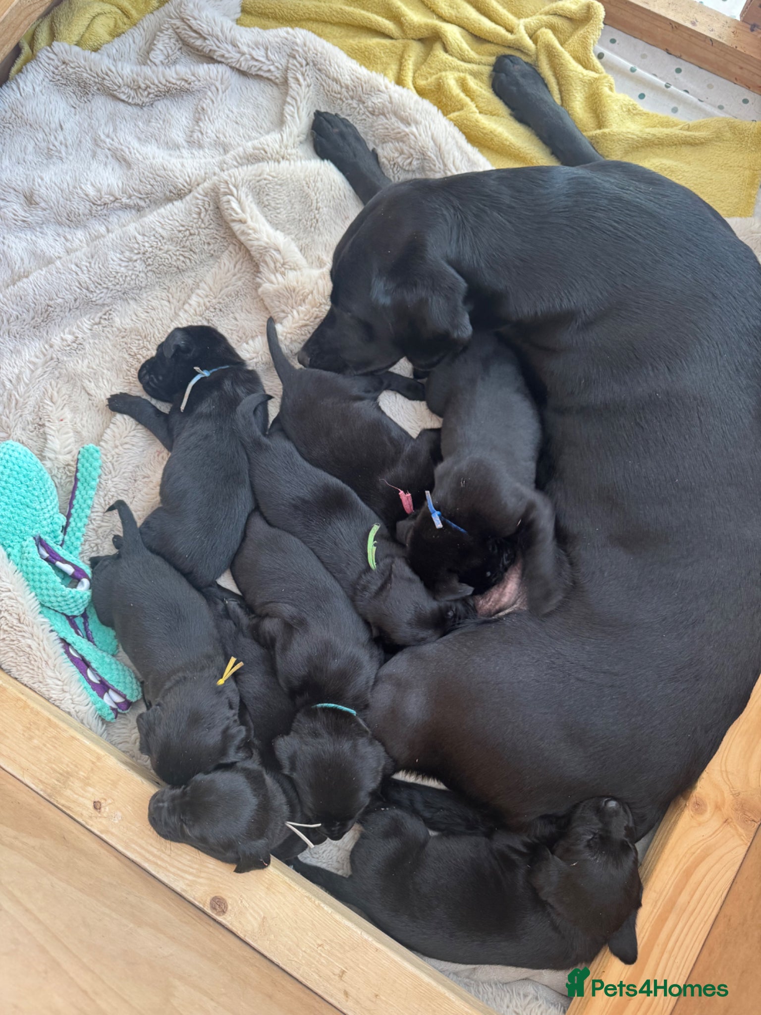 Labrador Retriever dogs for sale: Exceptionally health tested KC pups - Advert 1