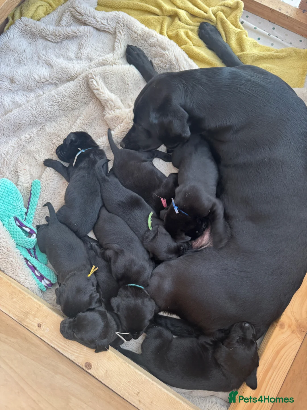 Labrador Retriever dogs for sale: Exceptionally health tested KC pups - Advert 1