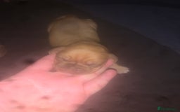 Dogue De Bordeaux dogs for sale: Beautiful dog de Bordeaux puppies full breads  - Image 3
