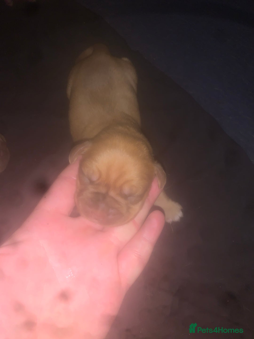 Dogue De Bordeaux dogs for sale: Beautiful dog de Bordeaux puppies full breads  - Image 3