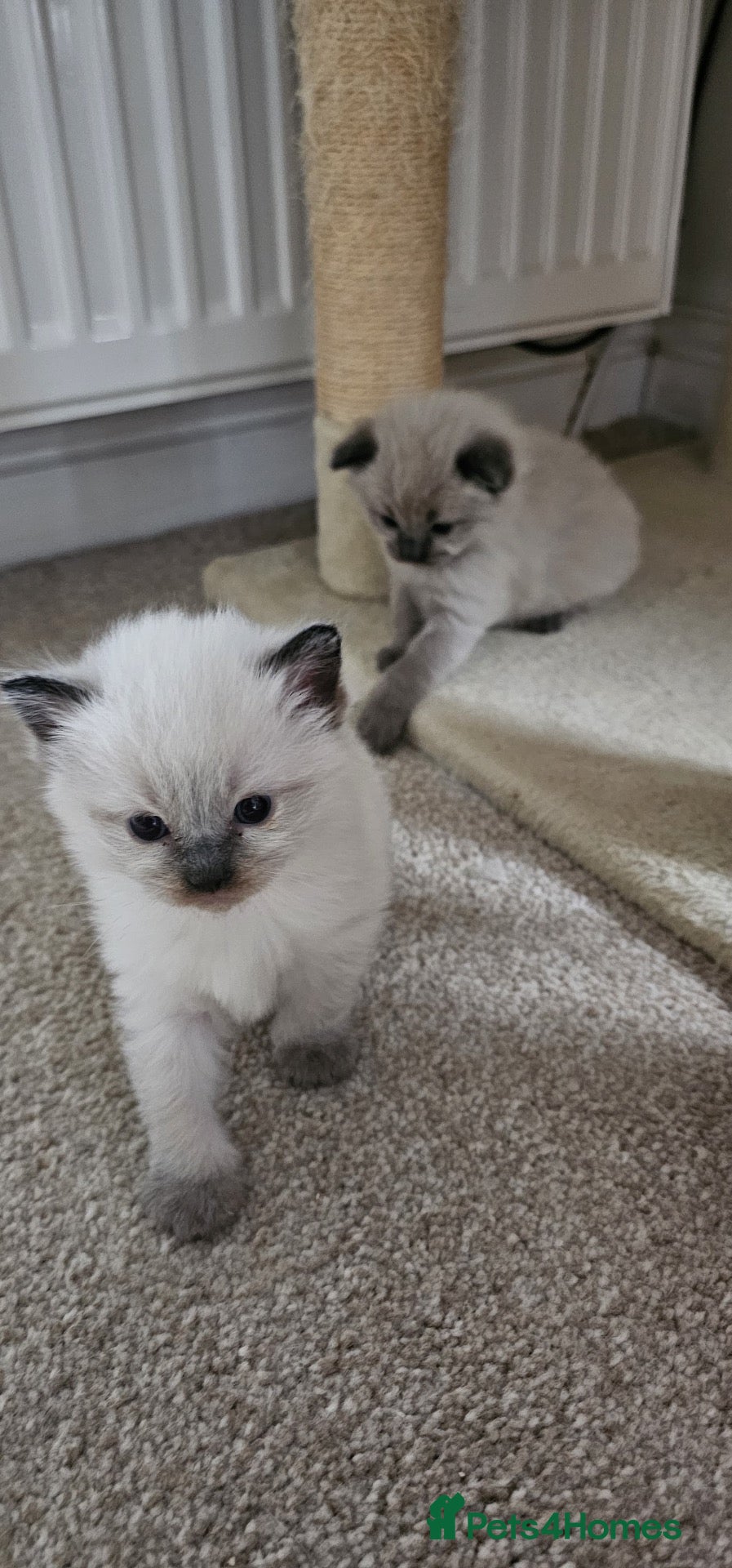 Ragdoll cats for sale: Ragdoll kittens - Advert 8