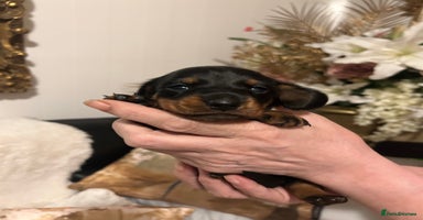 Miniature Dachshund dogs - Advert 3