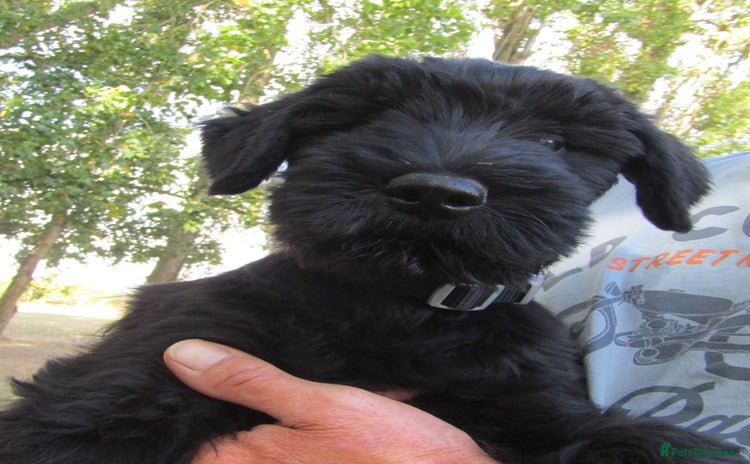 Giant Schnauzer dogs - Advert 1
