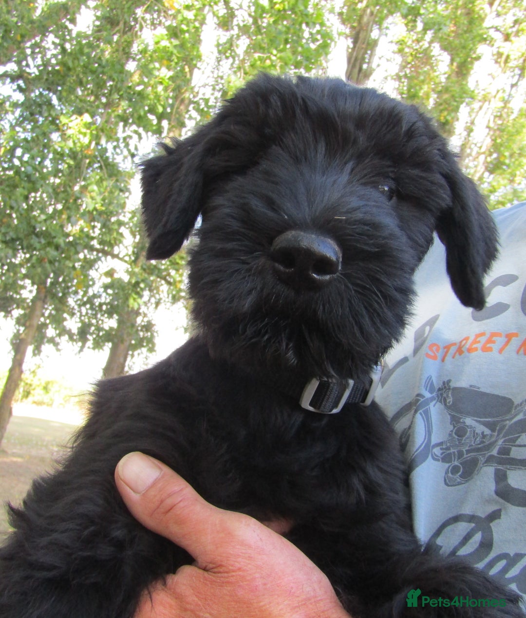 Giant Schnauzer dogs for sale: Top Quality Giant Schnauzer Pups. - Image 1
