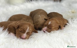 Cavapoo dogs for sale: Red F1 Cavapoo Ready to leave 20th December🐾🩵 - Advert 2