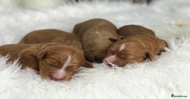 Cavapoo dogs Red F1 Cavapoo Ready to leave 20th December🐾🩵 - Advert 3