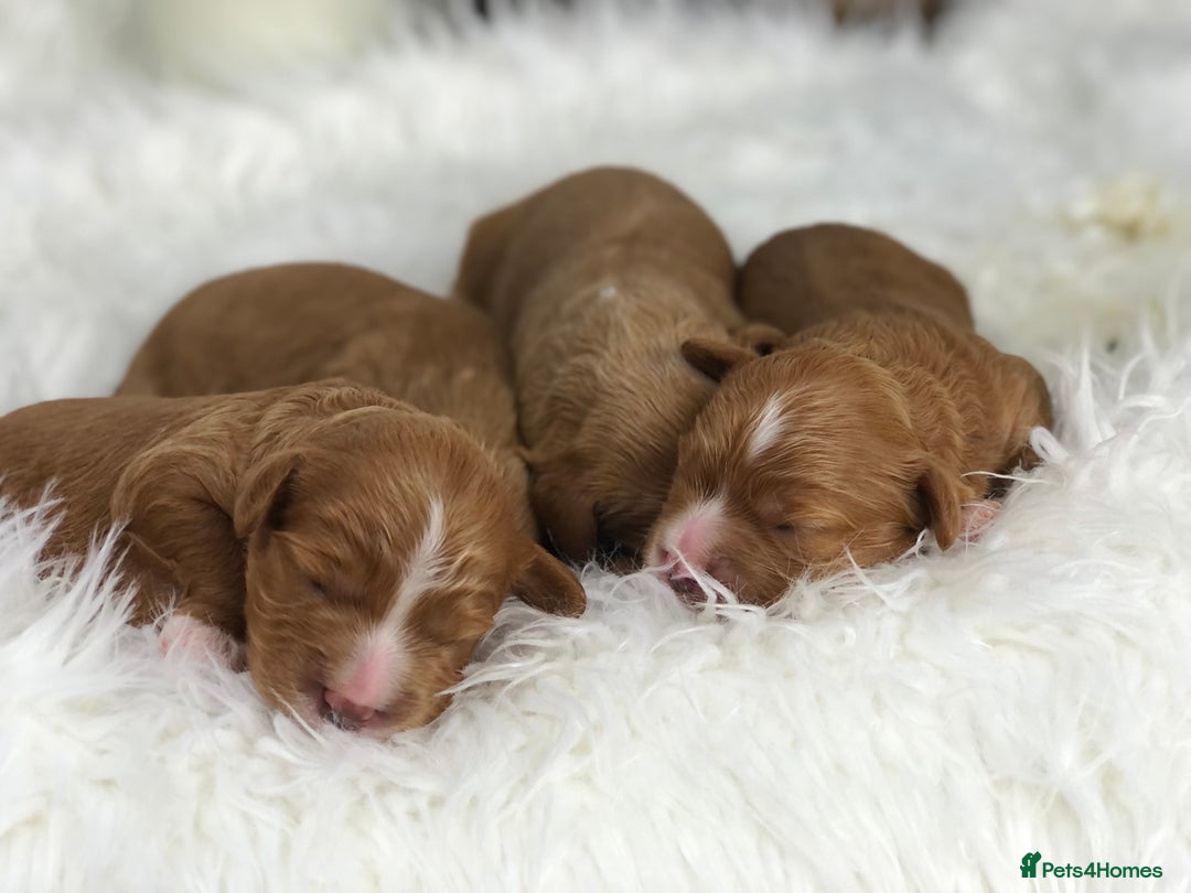 Cavapoo dogs for sale: Red F1 Cavapoo Ready to leave 20th December🐾🩵 - Advert 2