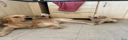 Golden Retriever dogs for stud: PROVEN KC GOLDEN RETRIEVER STUD – 6 LITTERS – £550 - Advert 3