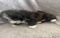 Mixed Breed dogs for sale: Jack Russell x westie  - Image 2