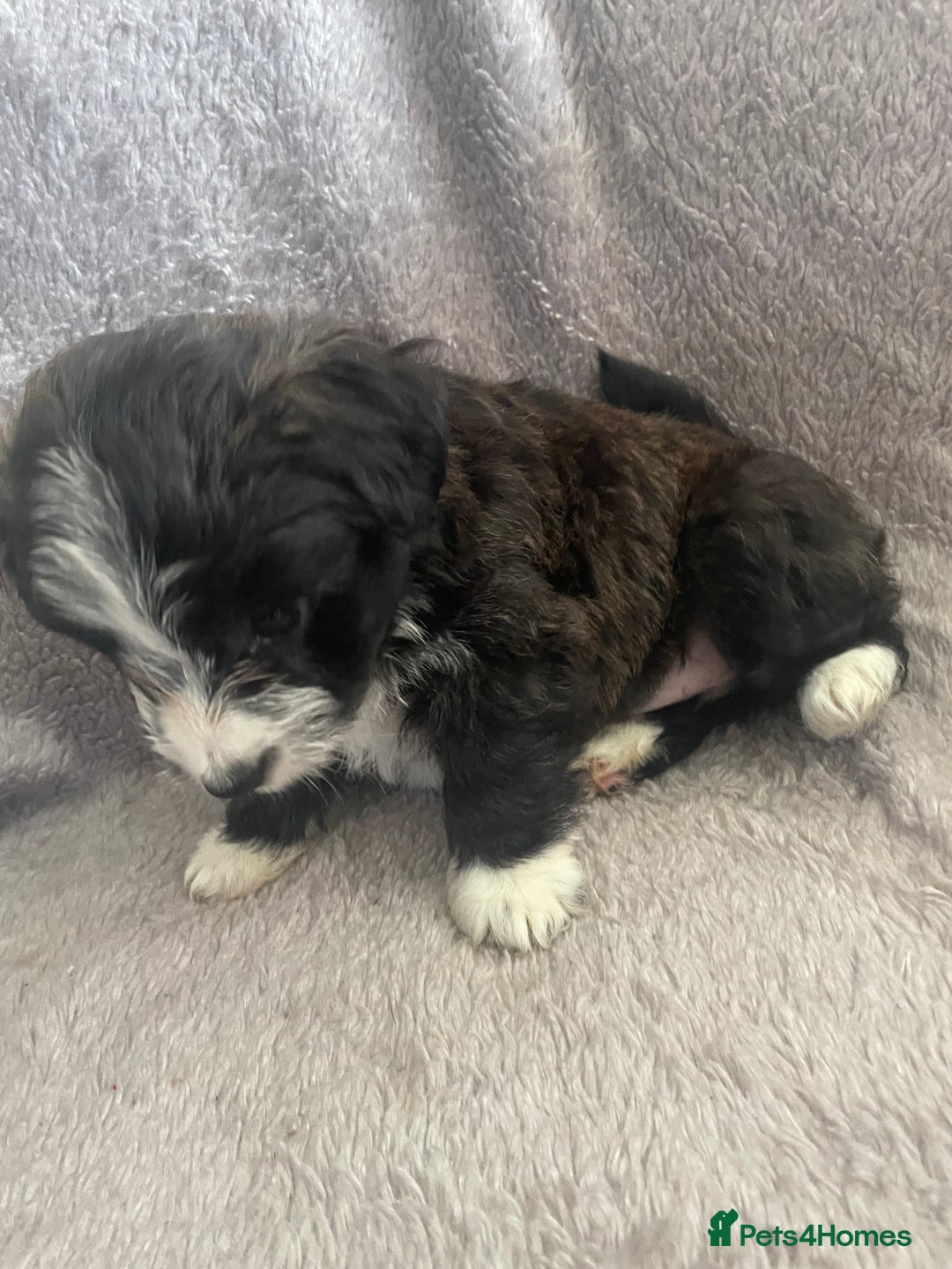 Mixed Breed dogs for sale: Jack Russell x westie  - Image 2