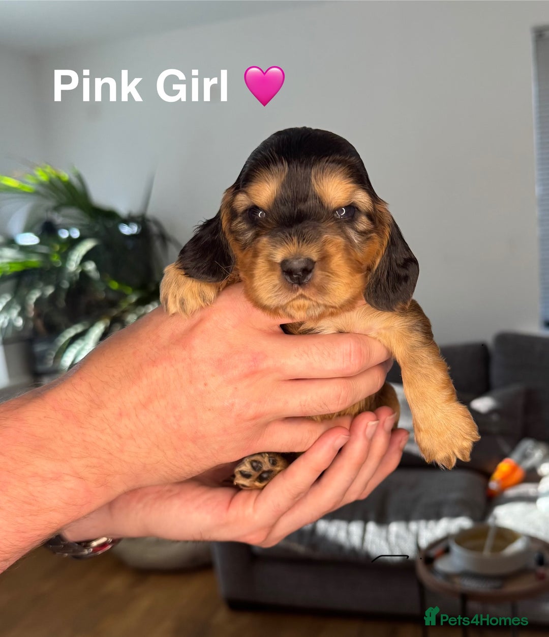 Cocker Spaniel dogs for sale: Beautiful show and working cockers - Image 6