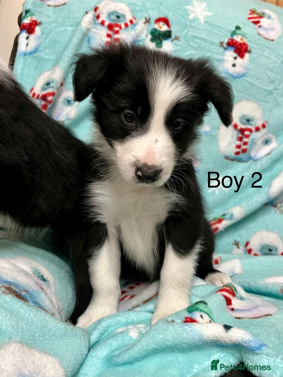 Border Collie dogs for sale: PEDIGREE ISDS & KC BORDER COLLIE PUPS - Image 15