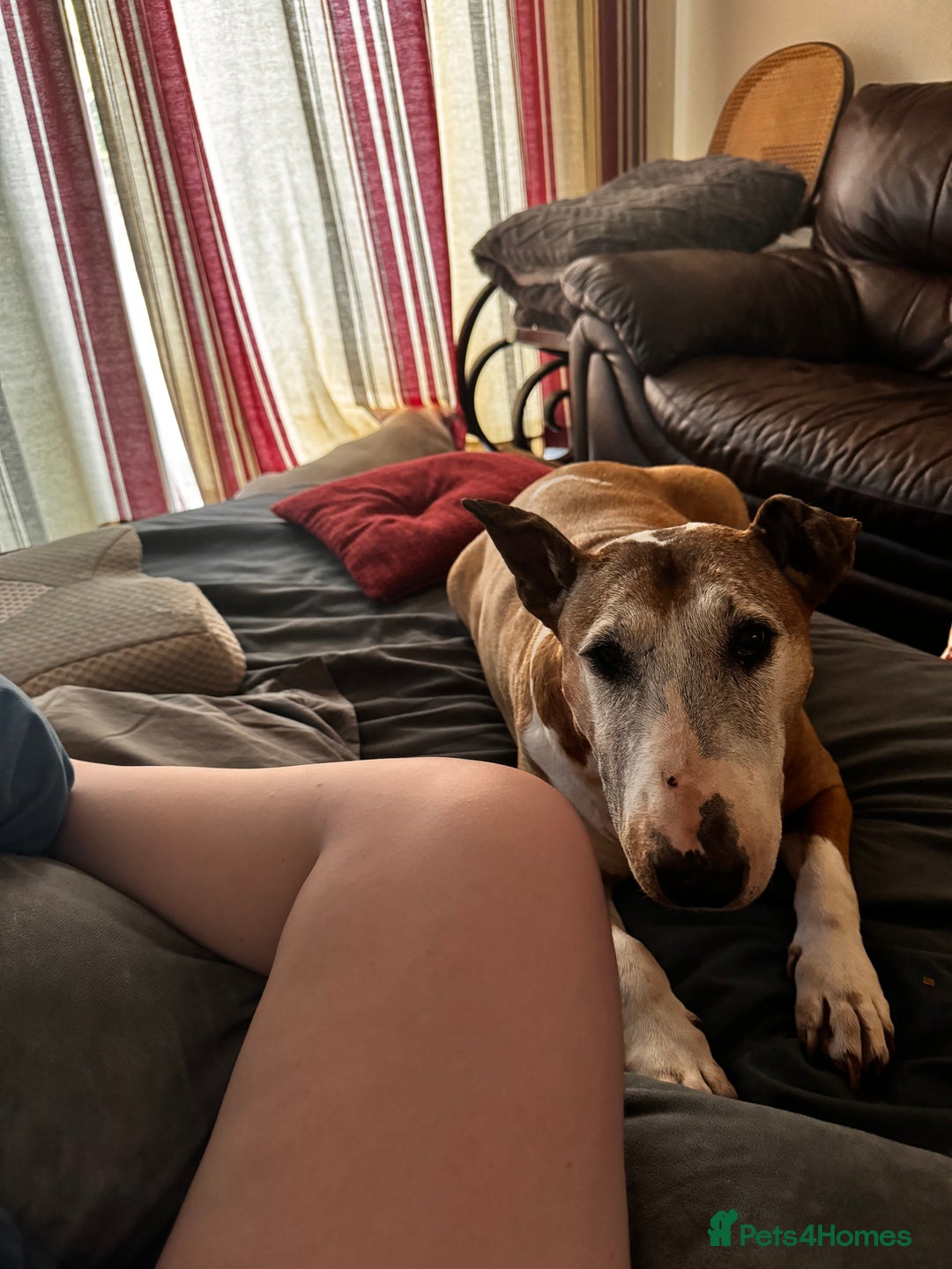 English Bull Terrier dogs for sale: Free English Bull terrier looking for a new home - Image 6