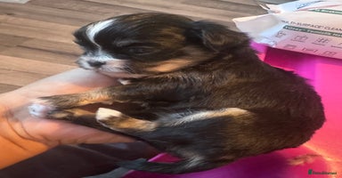 Mixed Breed dogs - Advert 4
