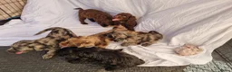 Cockapoo dogs for sale: Cockerpoo pups  - Advert 6