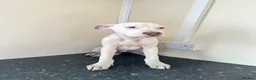 Mixed Breed dogs for sale: Stunning American Bull Staffy Puppies  ❤️ - Advert 3