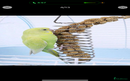 Budgerigars birds for sale: Budgie for sale  - Image 7