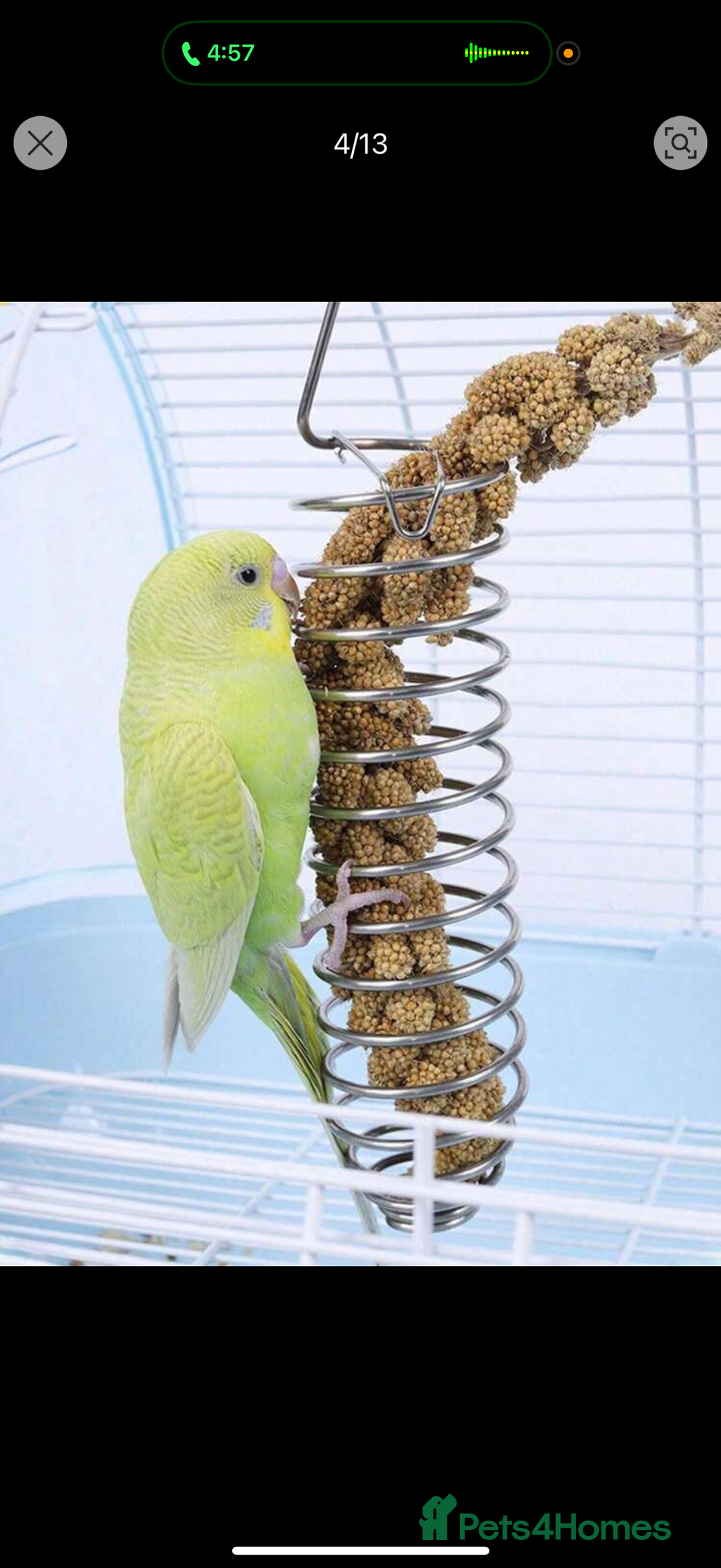 Budgerigars birds for sale: Budgie for sale  - Image 7
