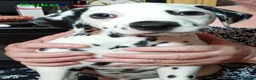 Dalmatian dogs for sale: Beautiful Purebred Black-Spotted Dalmatian Puppies - Advert 5