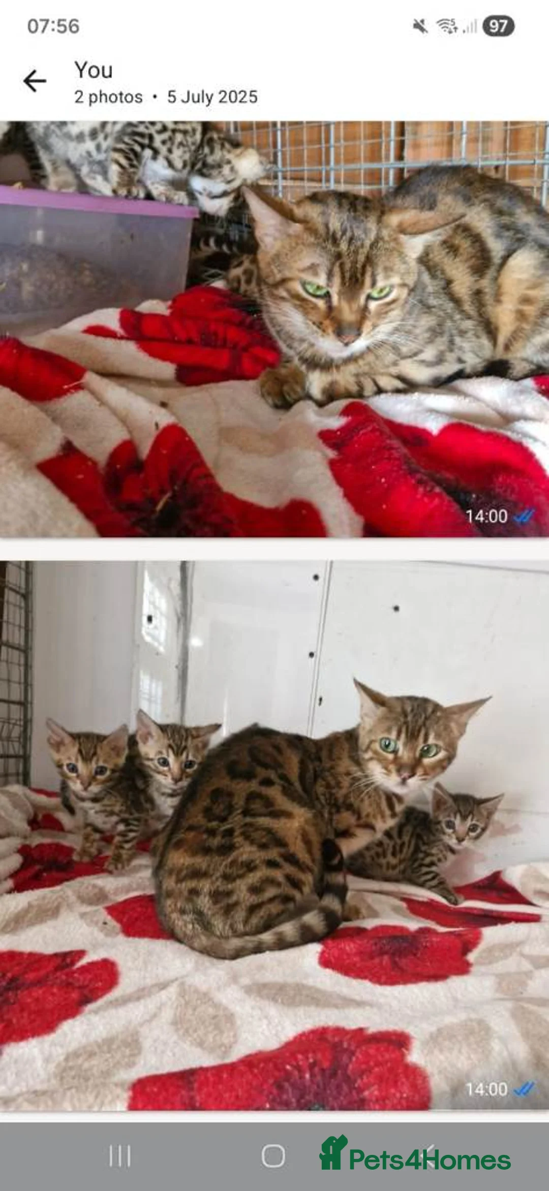 Bengal cats for sale: Lovely boy selling with no fault of his own  - Advert 2