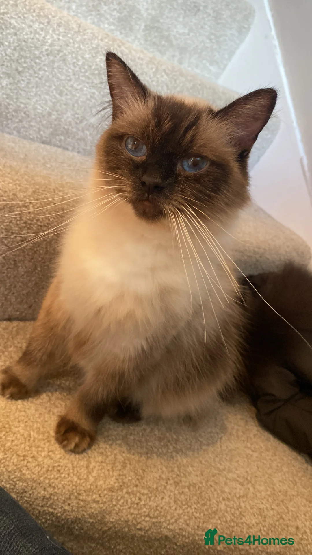 Ragdoll cats for sale: GGCF REGISTERED RAGDOLL KITTENS - Advert 1