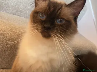 Ragdoll cats GGCF REGISTERED RAGDOLL KITTENS - Advert 5