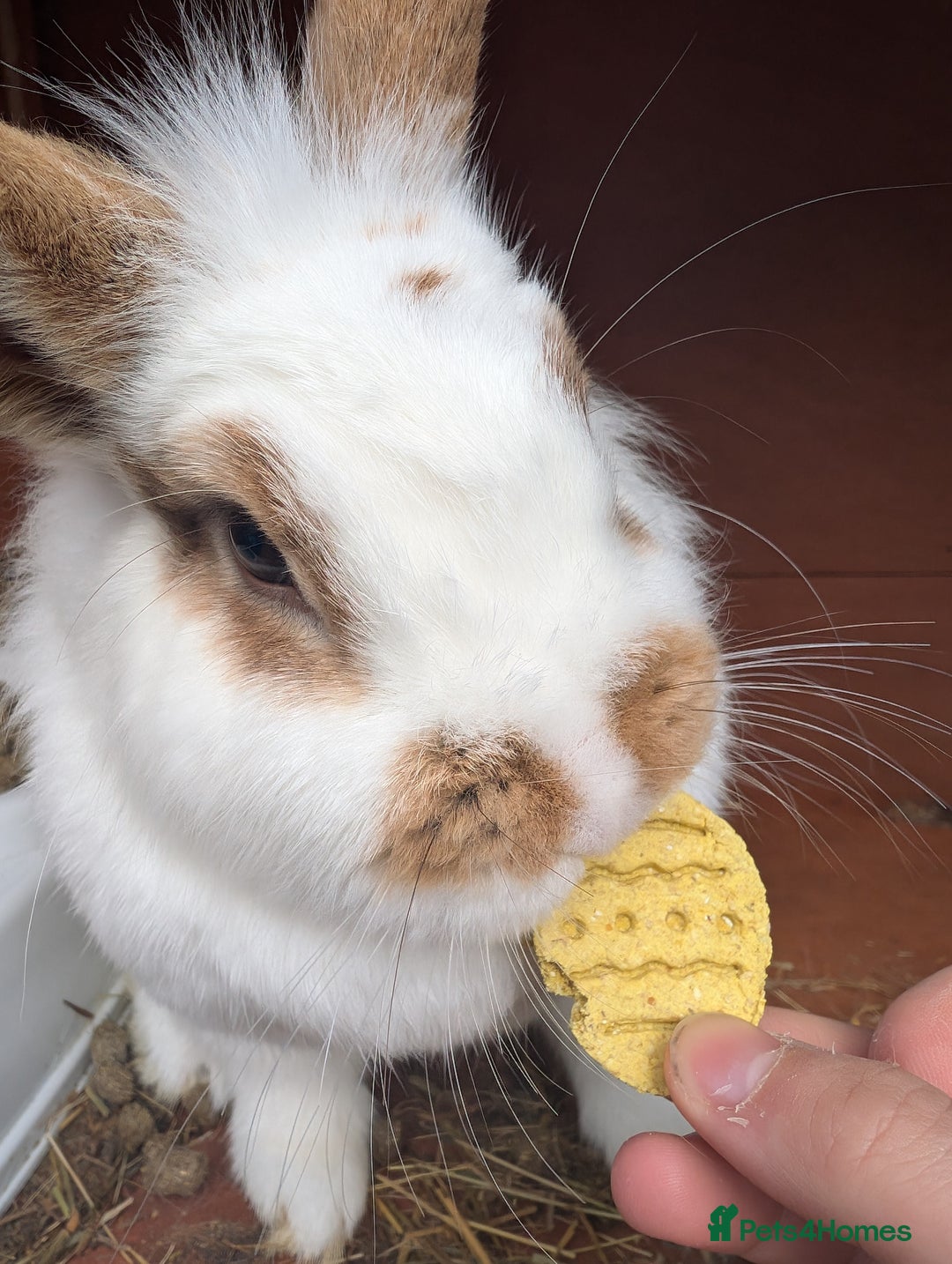 Mini Lion Lop rabbits for sale: Female mini lion lop - Image 2