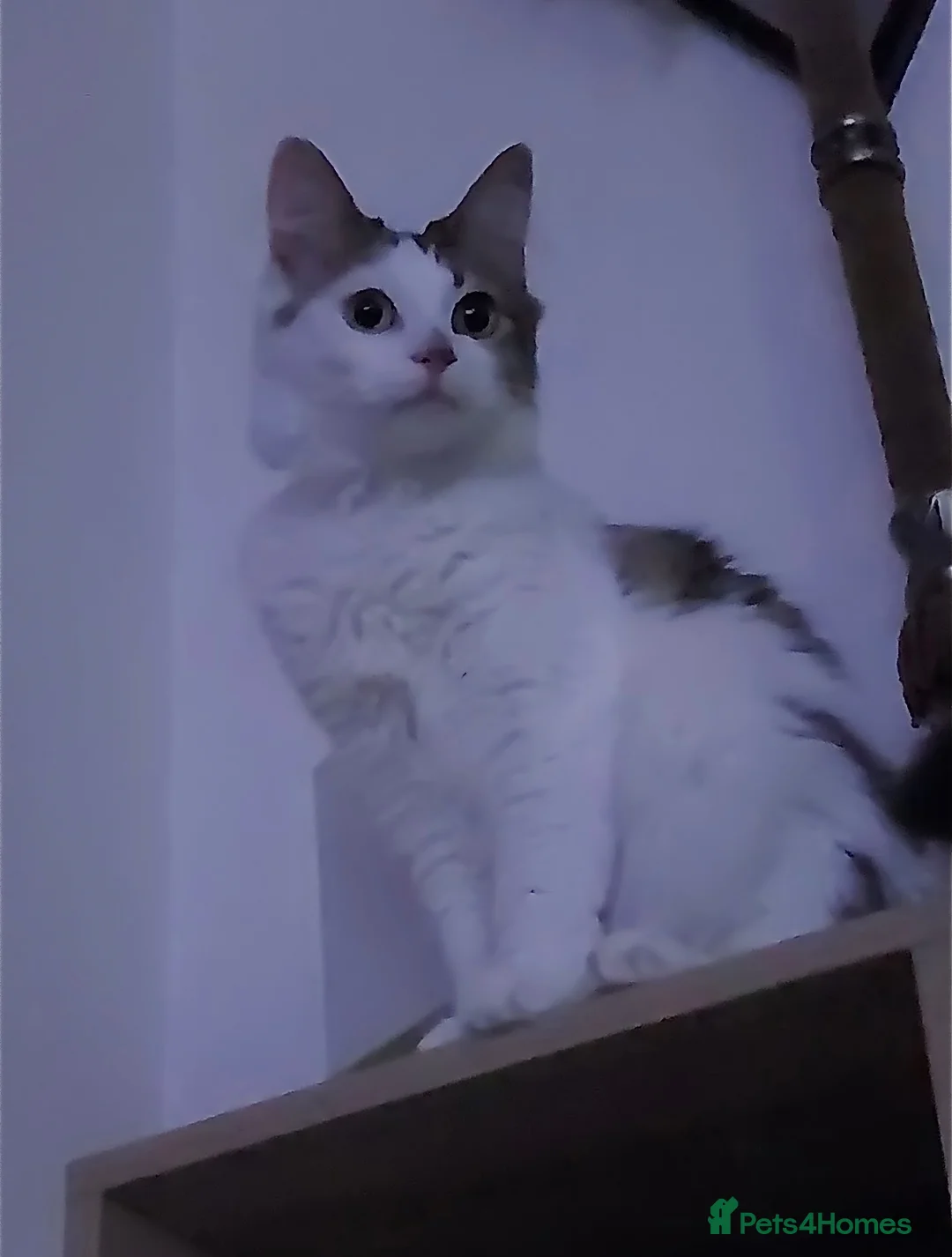Mixed Breed cats for sale: 2 female cats looking for new homes - Advert 1