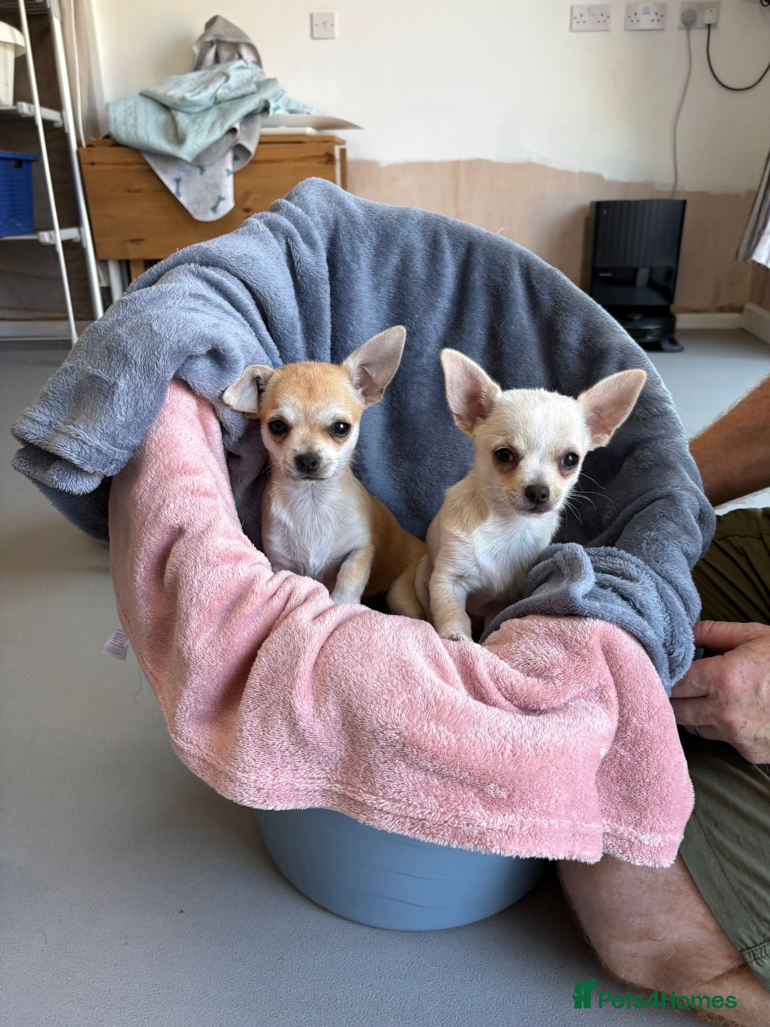 Chihuahua dogs 4 smooth coat apple head Chihuahua puppies - Advert 1