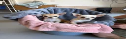 Chihuahua dogs for sale: 4 smooth coat apple head Chihuahua puppies - Advert 1