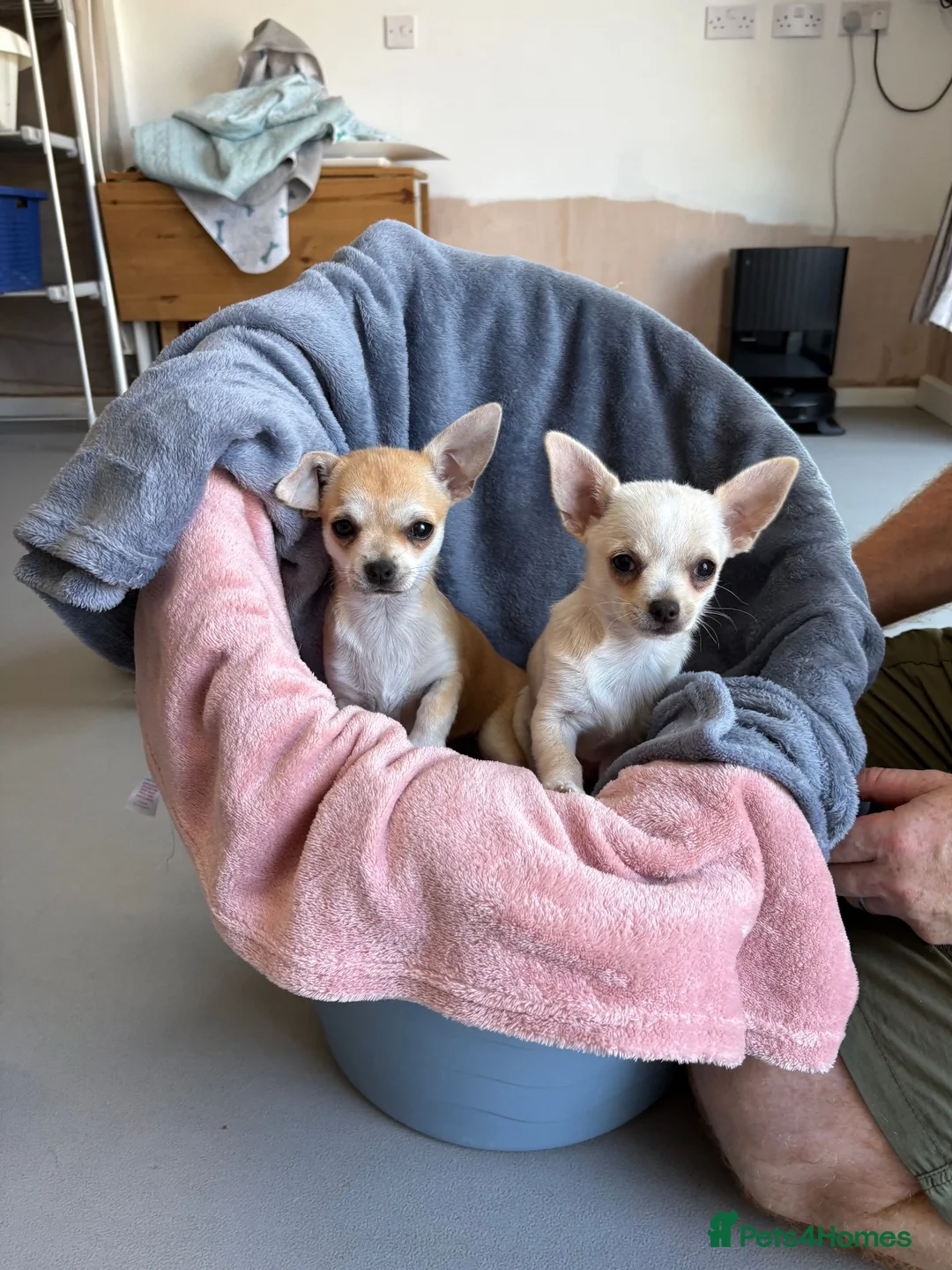 Chihuahua dogs for sale: 4 smooth coat apple head Chihuahua puppies - Advert 1
