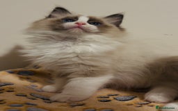Ragdoll cats for sale: 💙🐾Tica full Pedigree🐾EU Ragdoll 🐱🐾DNA Clear❤️ - Image 19