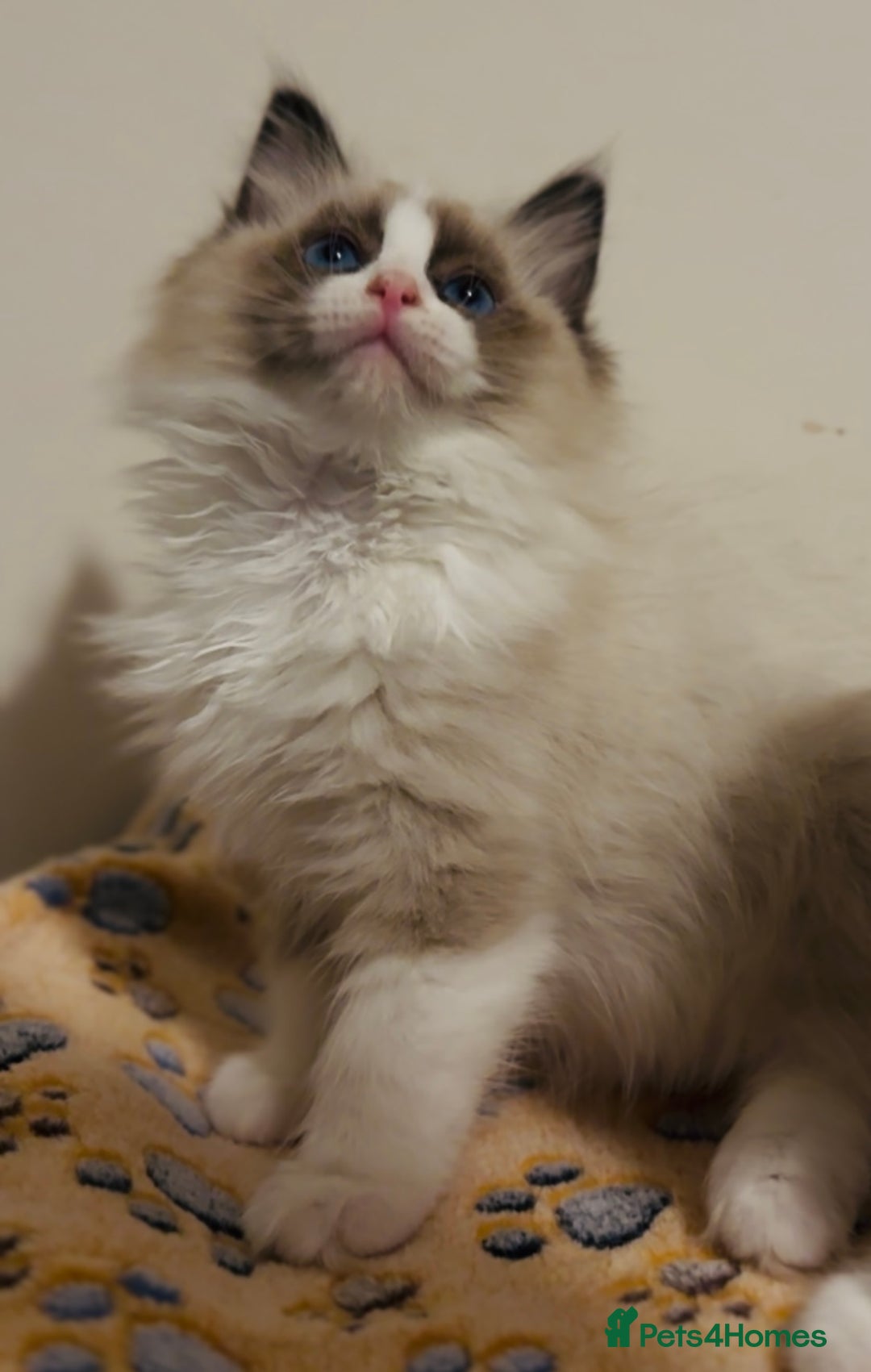 Ragdoll cats for sale: 💙🐾Tica full Pedigree🐾EU Ragdoll 🐱🐾DNA Clear❤️ - Image 19