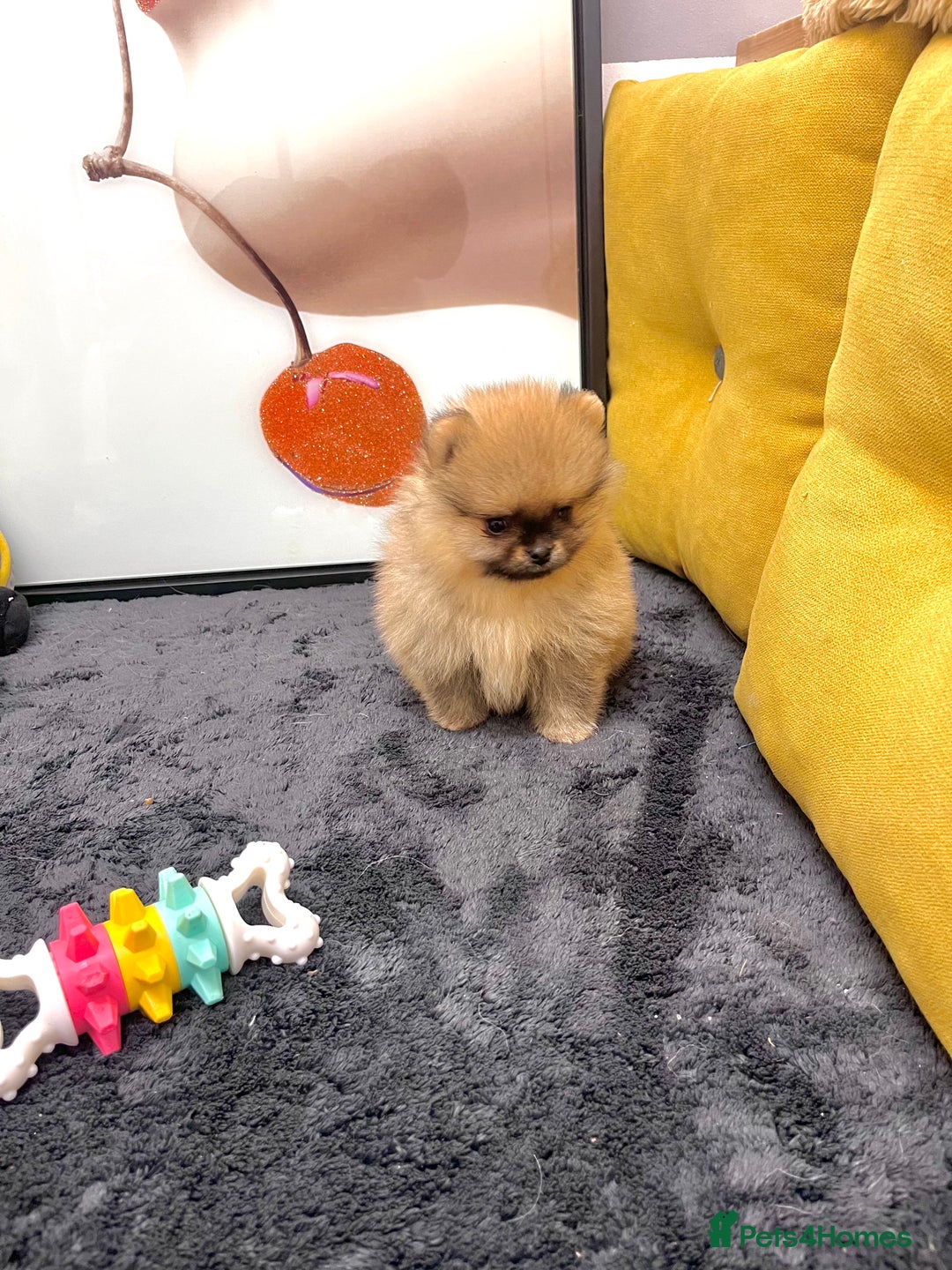 Pomeranian dogs for sale: 🔥🔝 Quality 🏆Championship 🧸Teddy Bears - Advert 11
