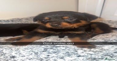 Rottweiler dogs KC Rottweiler Puppies last 2 girls READY NOW - Advert 5