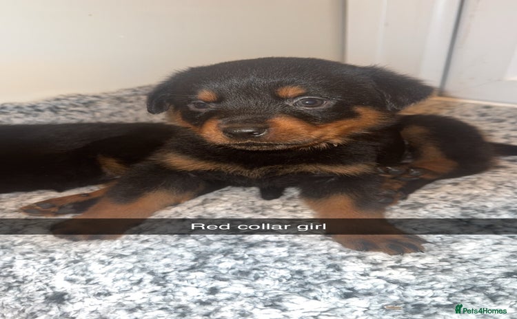 Rottweiler dogs - Advert 2