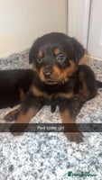 Rottweiler dogs KC Rottweiler Puppies last 2 girls READY NOW - Advert 3