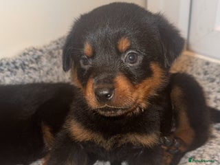 Rottweiler dogs KC Rottweiler Puppies 3 girls left - Advert 5