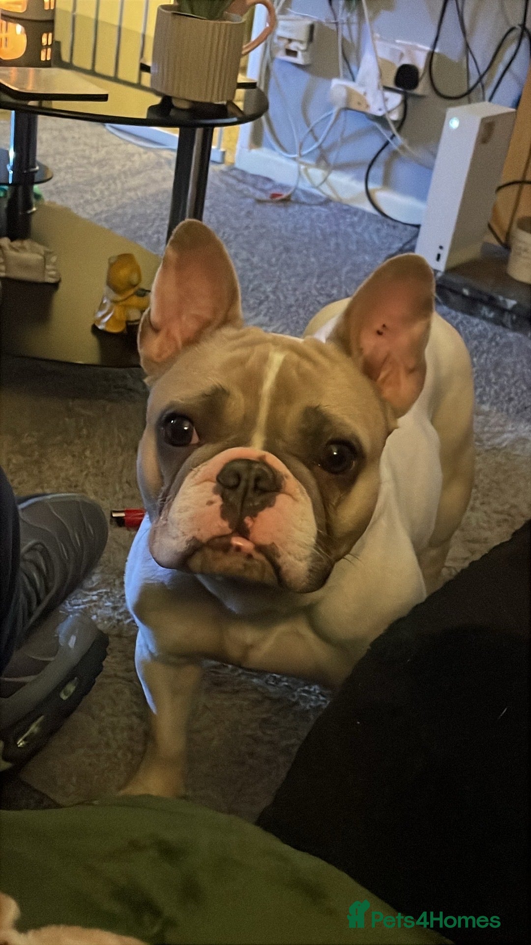 French Bulldog dogs for sale: Harley-Loving Female French Bulldog pet free home - Advert 5