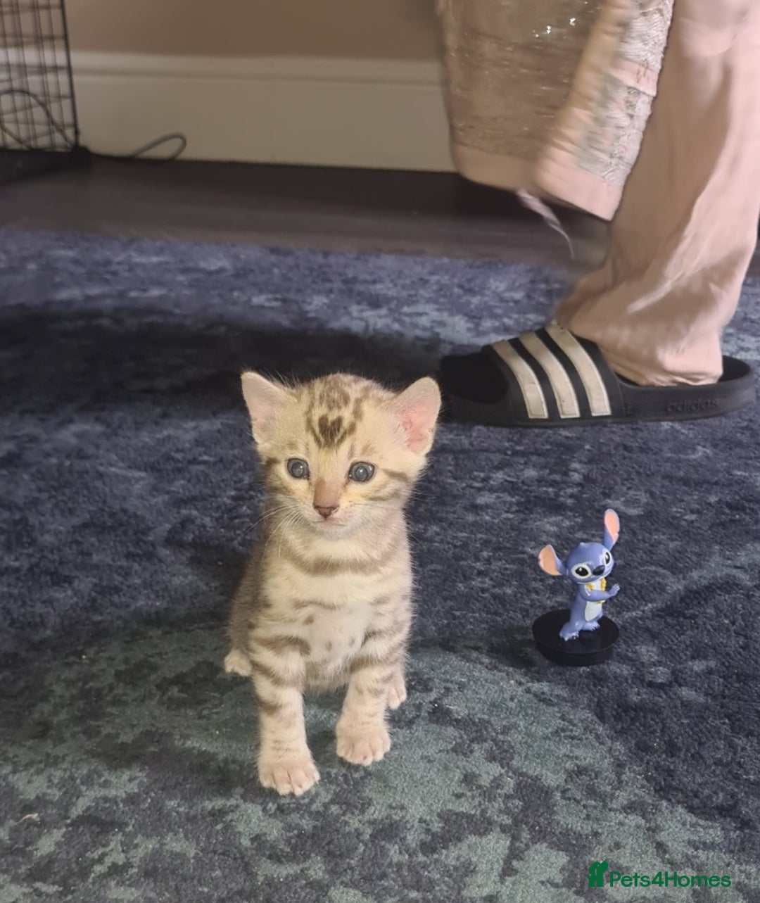 Bengal cats for sale: Bengal  - Image 7