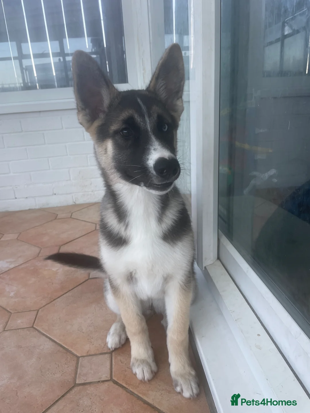 Shepsky dogs for sale: 15 week old pup  - Advert 2