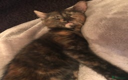 Mixed Breed cats for sale: Free to a good home - Image 4