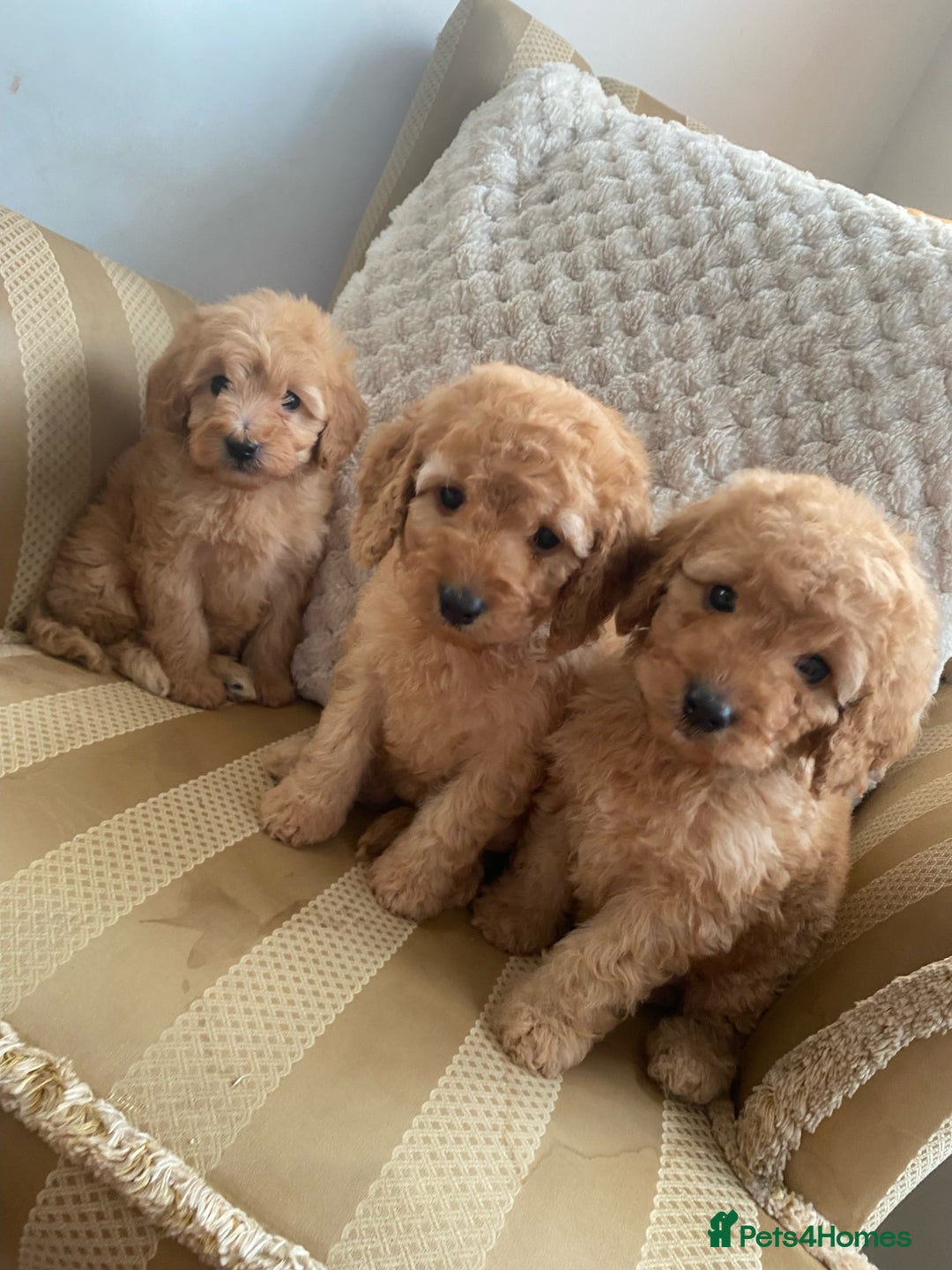 Cockapoo dogs for sale: F1B apricot cockapoos - Advert 3