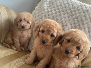 Cockapoo dogs F1B apricot cockapoos - Advert 2