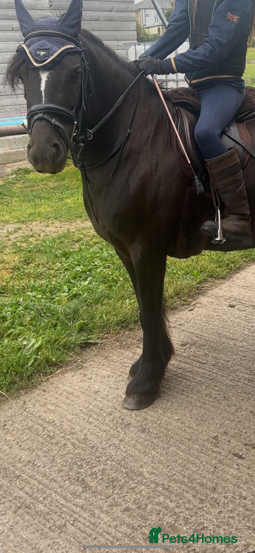 Highland horses for sale: 13.2 pony looking for a job to do - Advert 2